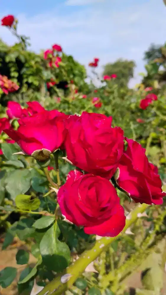 mencari lowongan pekerjaan