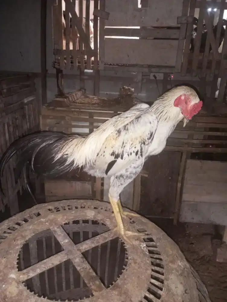 Ayam Bangkok muda Mangon