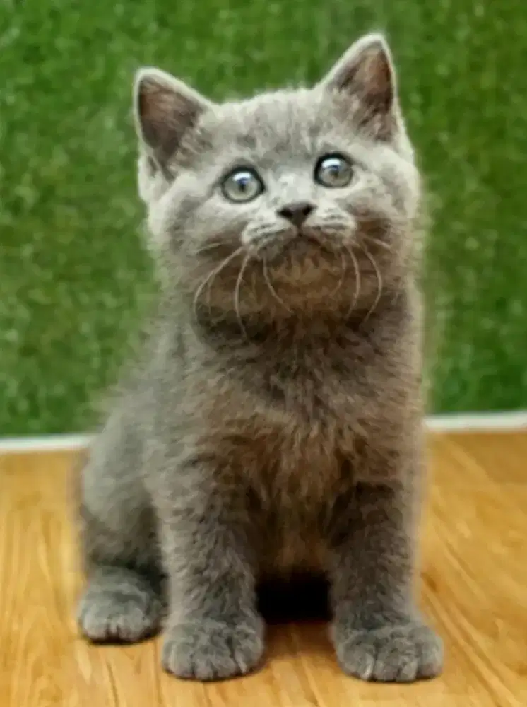 Munchkin NS blue solid