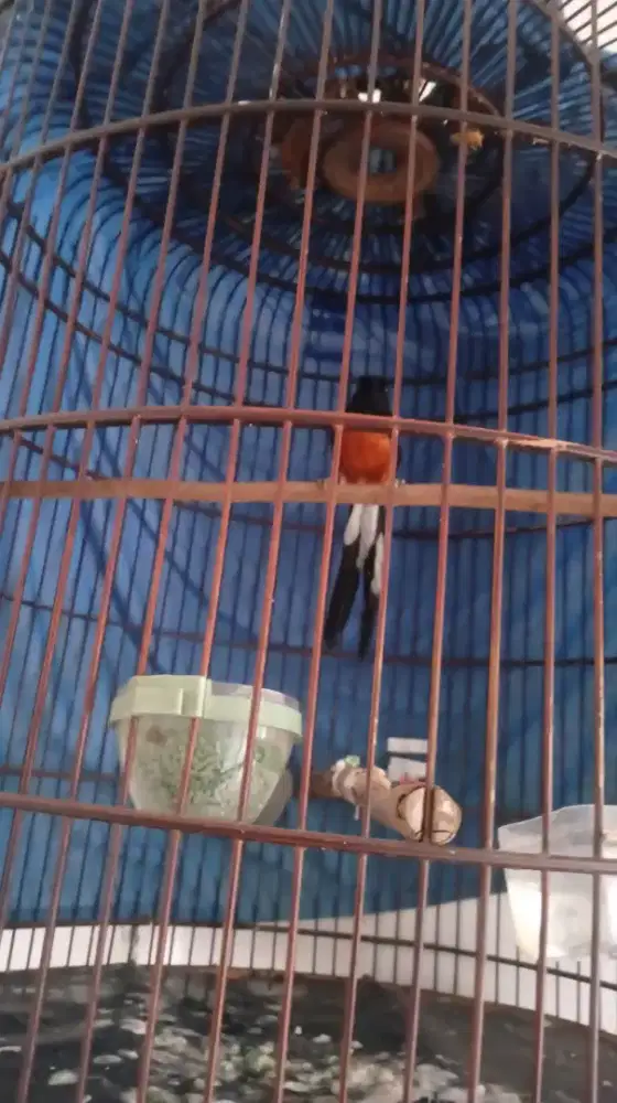 Murai batu ekor putih