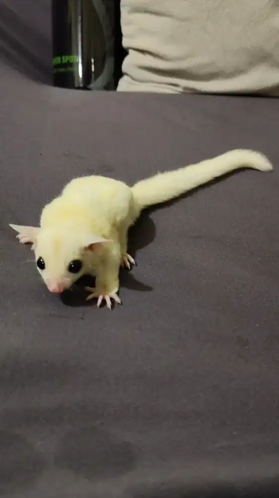 Sugar glider leu leucistic betina