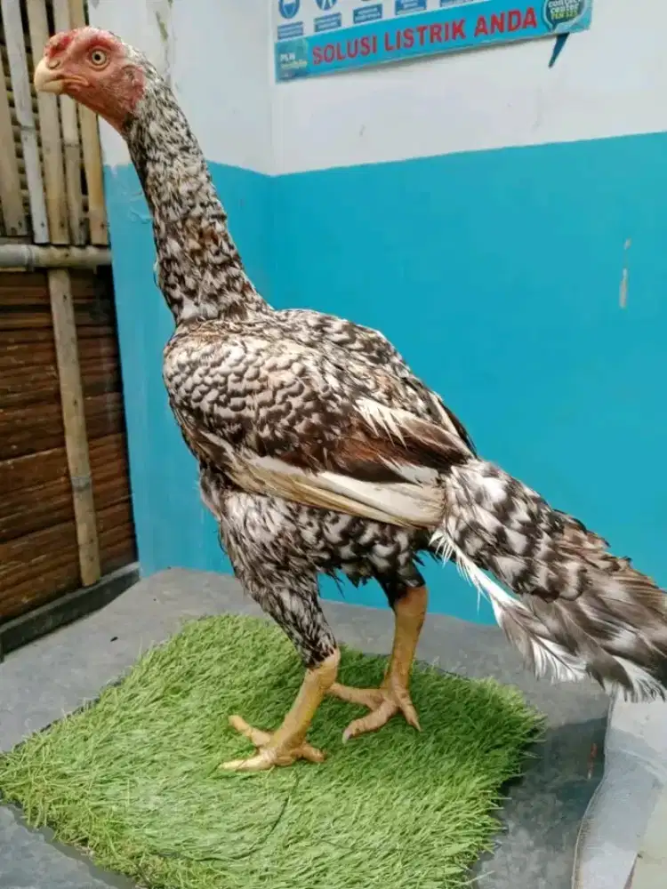 Biang assel parot grad A