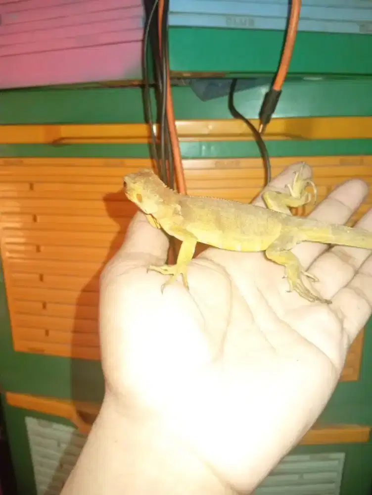 Iguana super red baby up