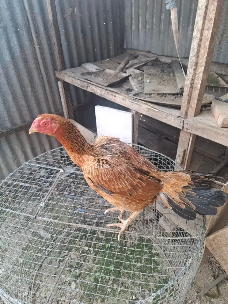 For sale indukan Ekor Lidi original