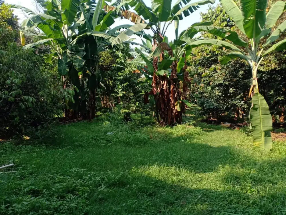 Tanah di Pekapuran Depok Terdapat Kebun Buah