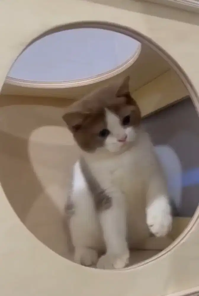 Kucing BSH cinnamon betina