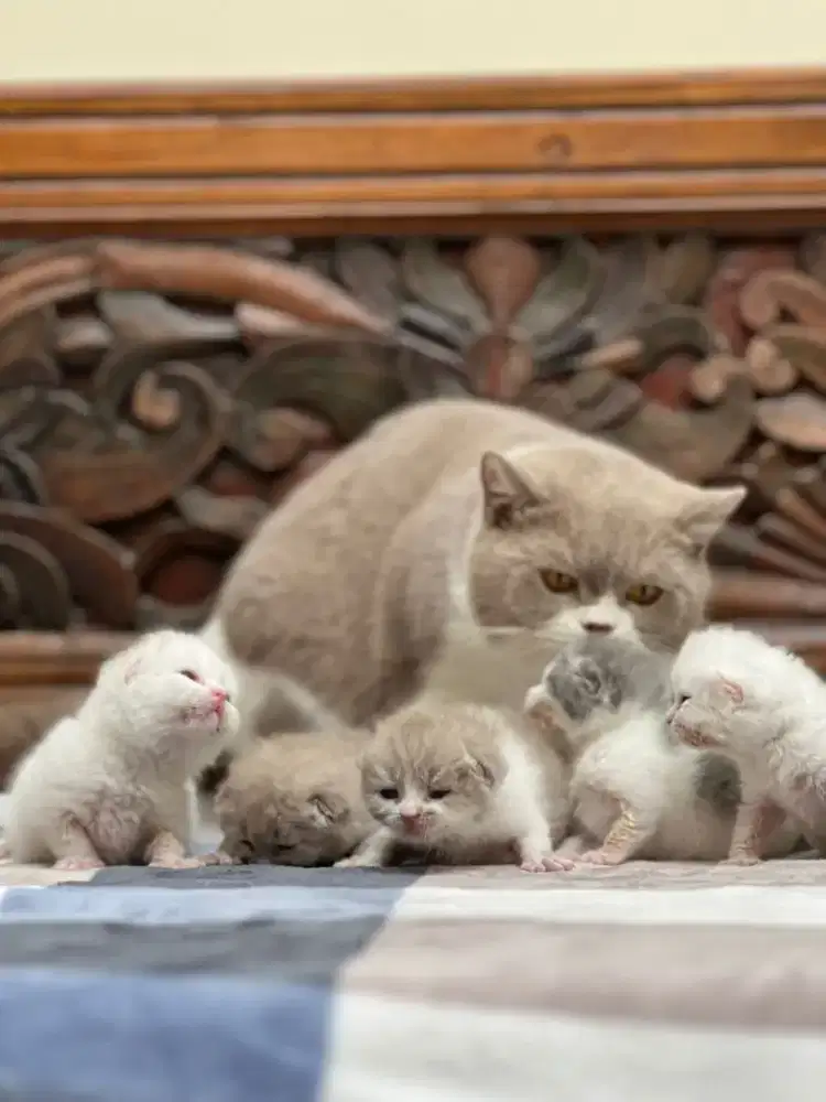 Kucing BSH good quality