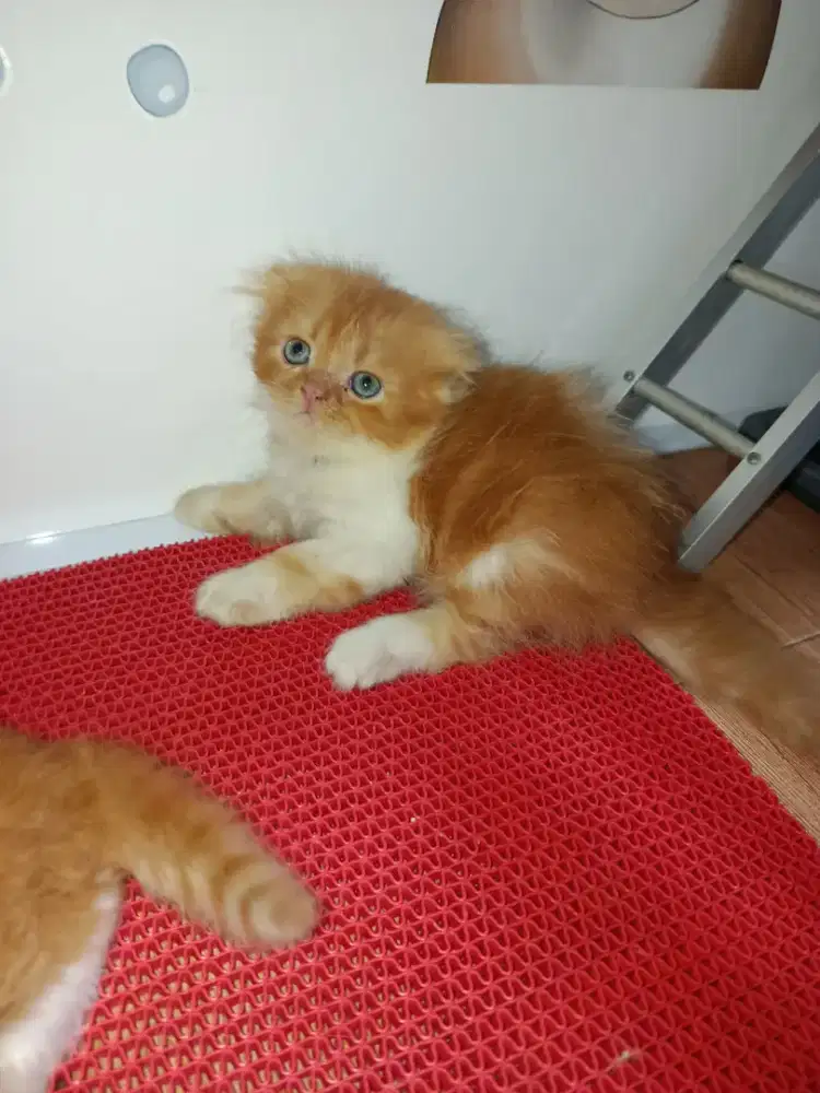 Kitten Munchkin NS Scottish betina