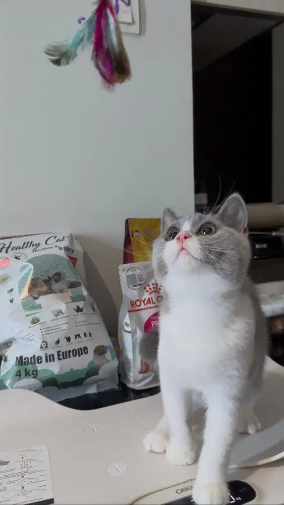 Kucing British Short Hair (BSH) Kitten Bicolor dan Blue Solid