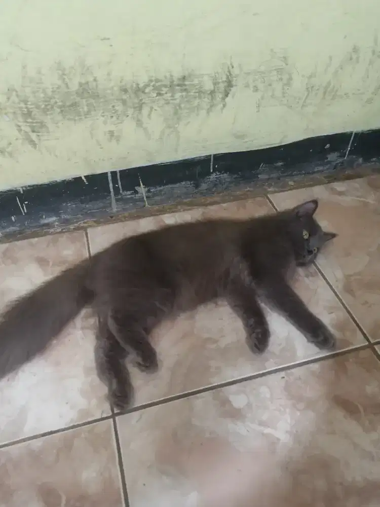 kucing persia kitten