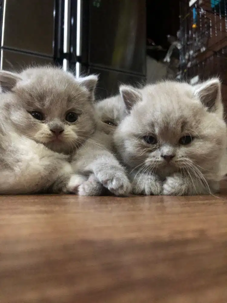 Kitten bsh british short hair
