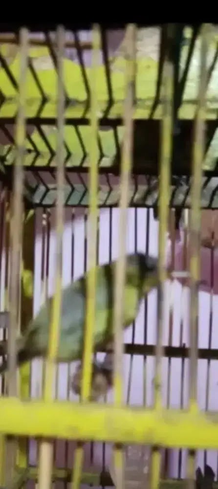 Burung konin ijoan dh buyi