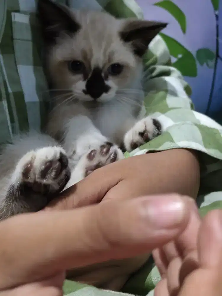 Kucing himalaya betina