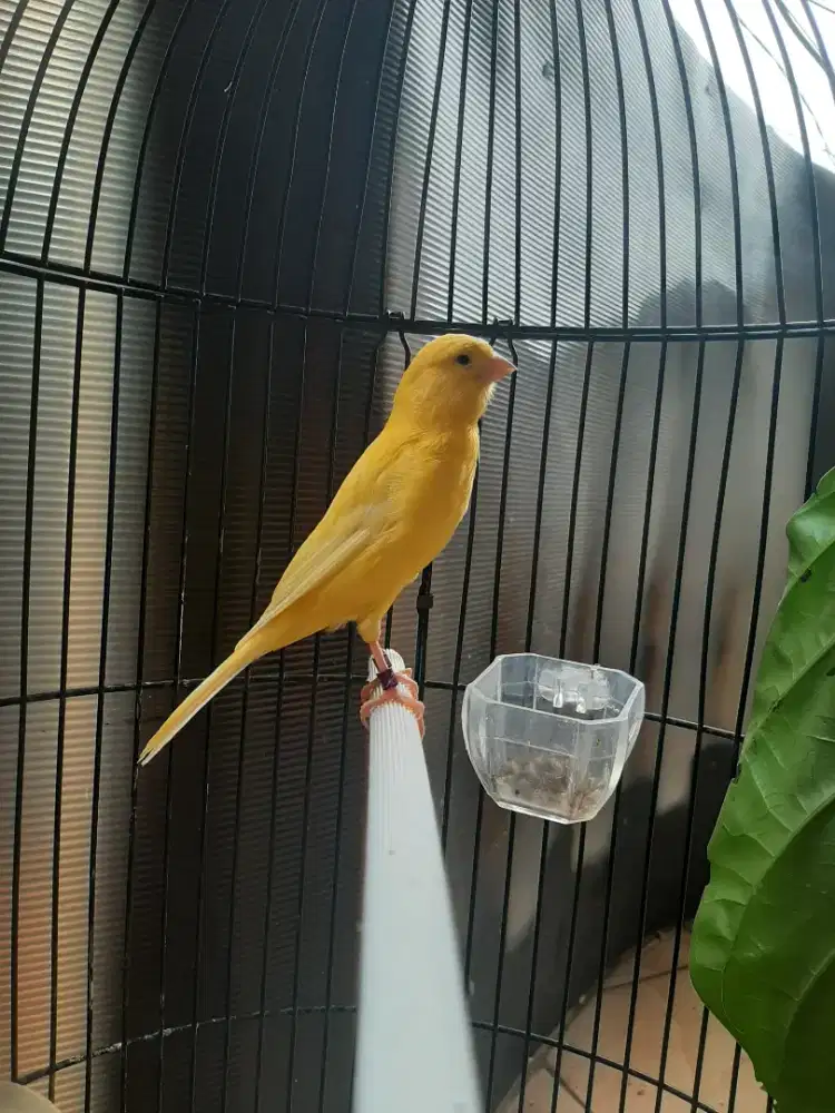 Kenari af kuning joss