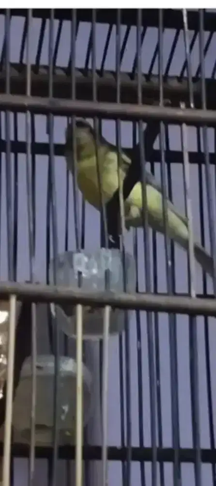 Burung knari af bon dket LiPo Karawaci Tangerang