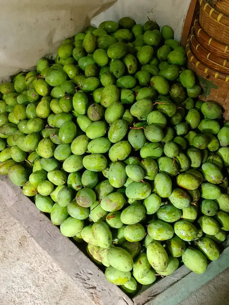 Mangga kueni perkilo 6 ribu