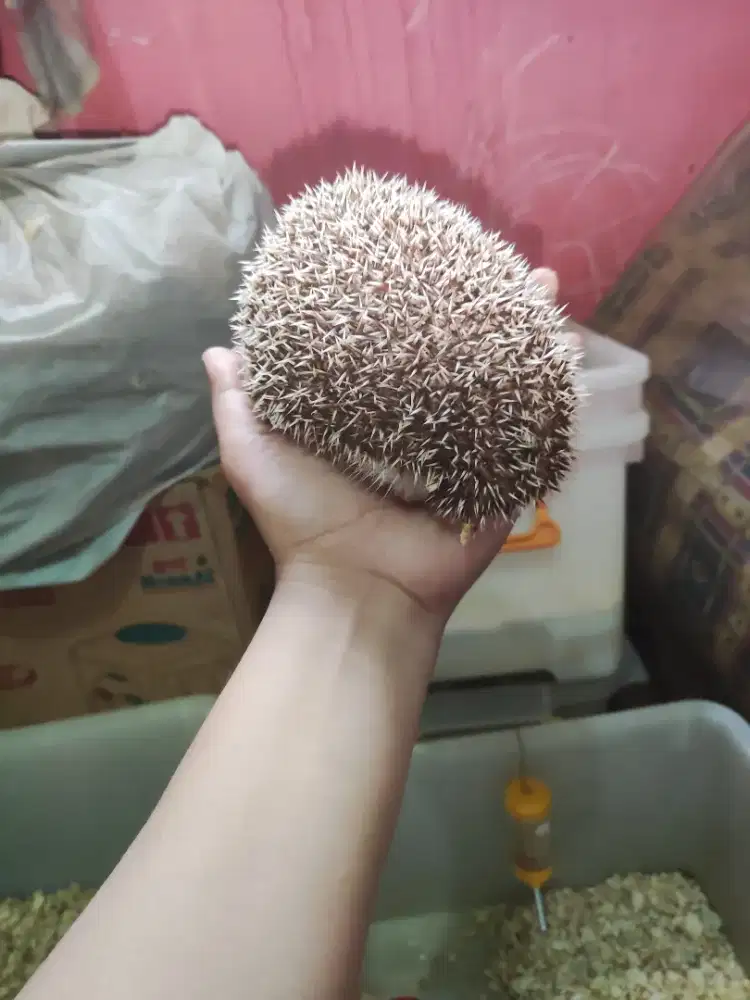 LEPAS ADOPSI LANDAK MINI