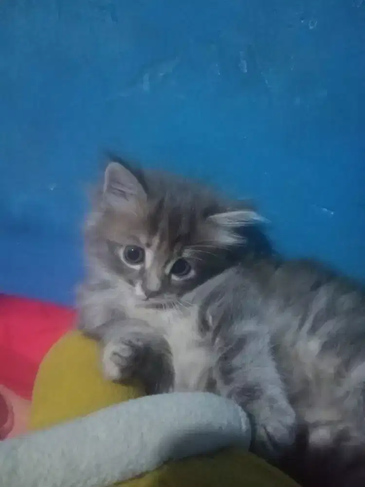 Anak kucing Persia