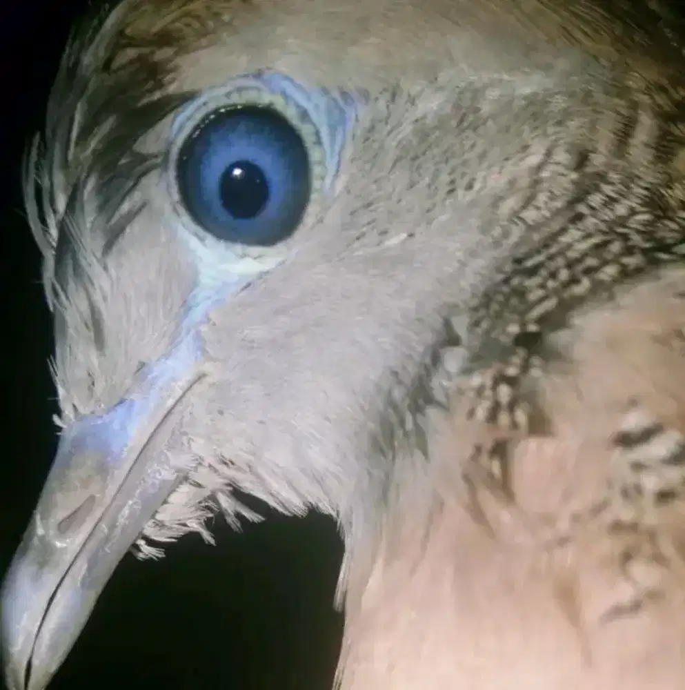 Perkutut Tunjung biru super