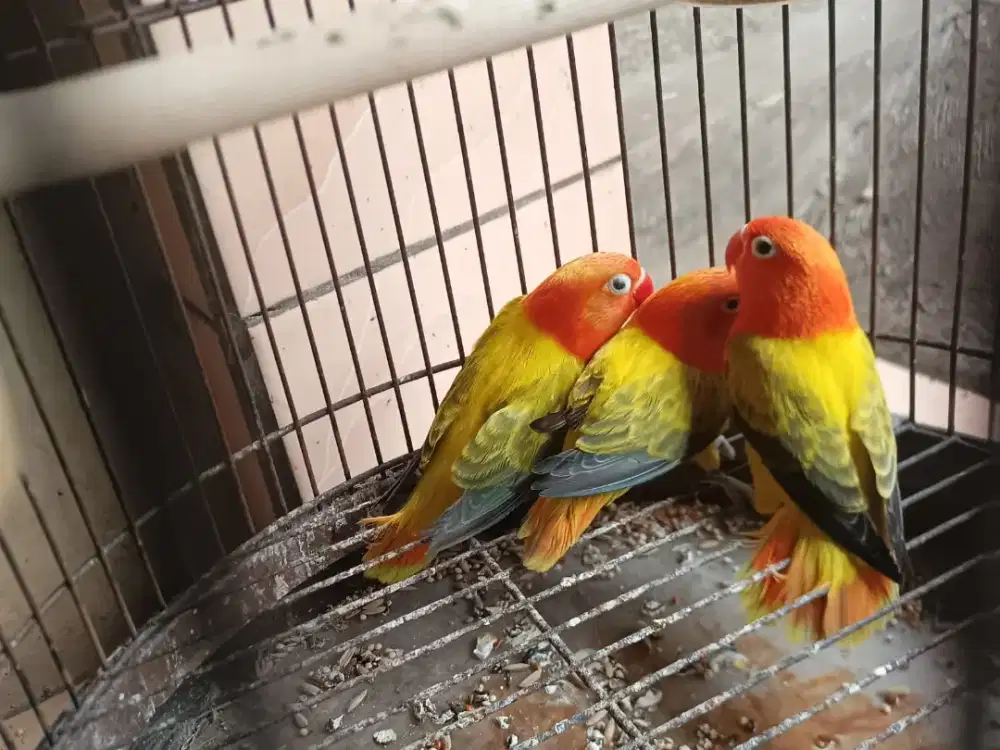 Lovebird Bio Euwing Paud