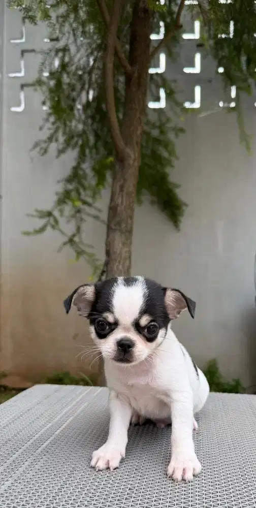 Chihuahua belang sapi