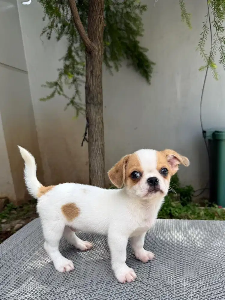 Chihuahua Cakep