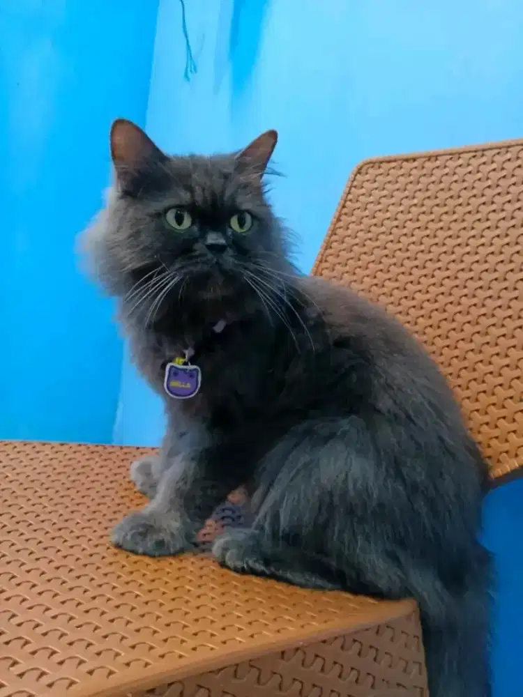 Persia Longhair warna abu bulu kapas