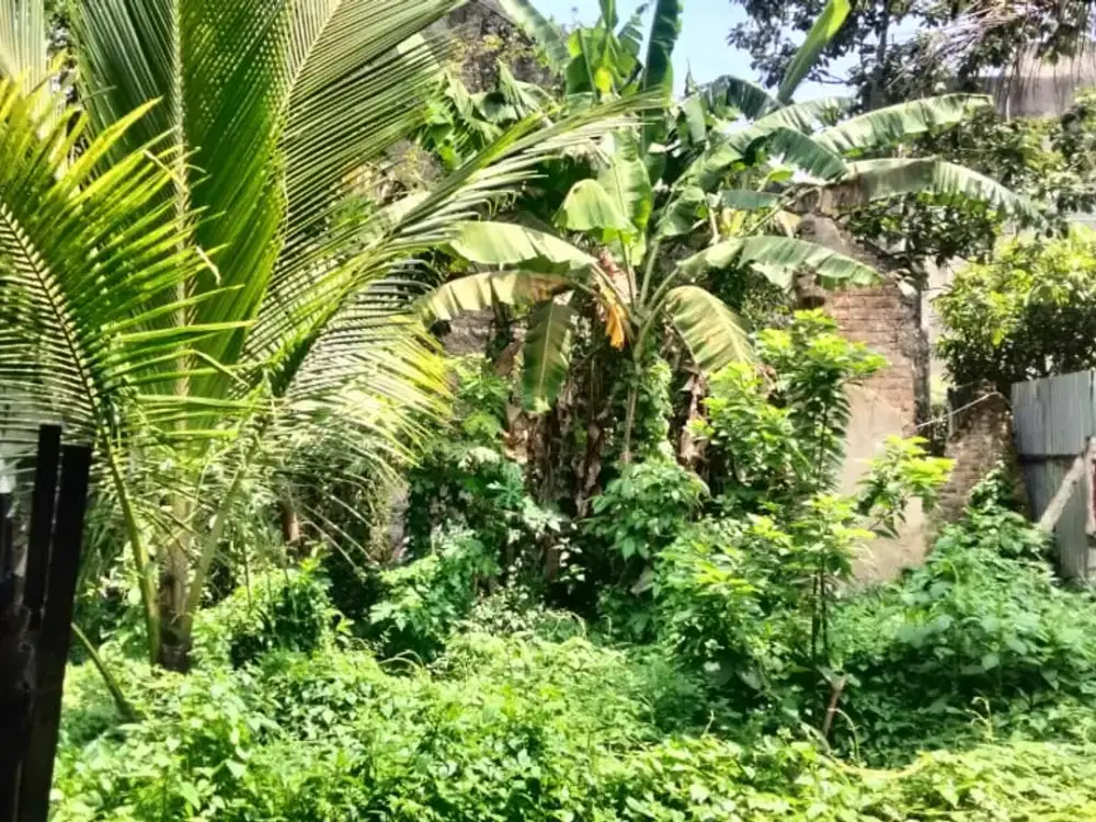 Tanah Tengah Kota Sayap Kalipah Apo Cocok Bangun Kos Kost