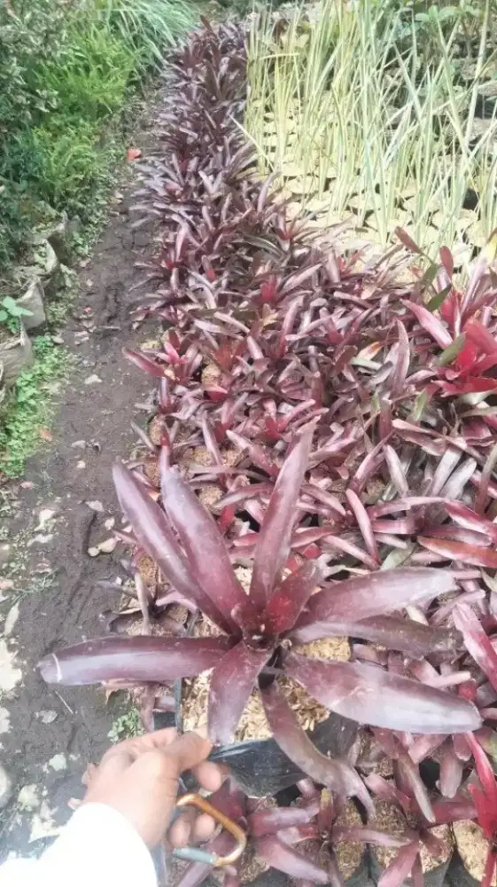 Tanaman Bromelia Fire ball  Mini