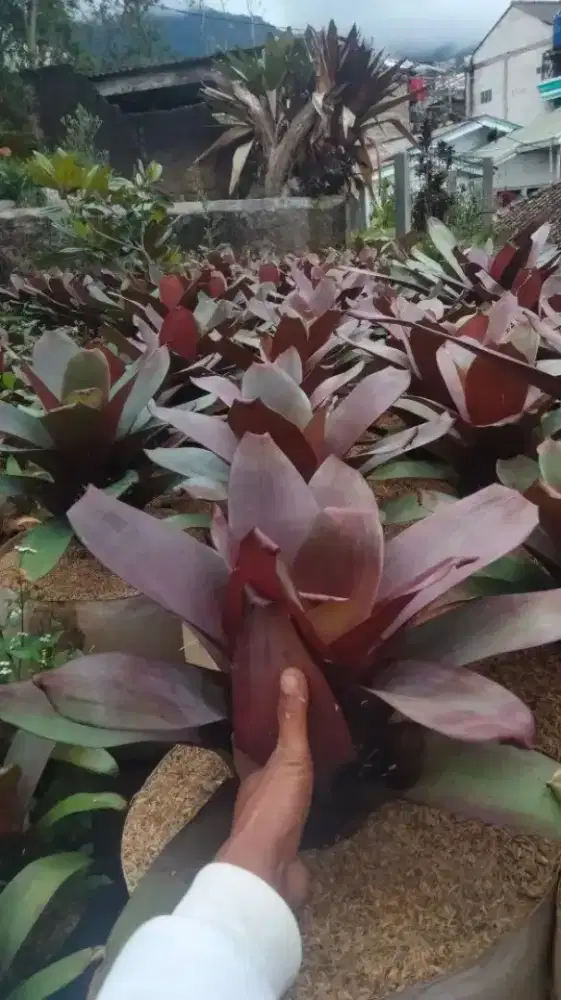 Tanaman Bromelia Gaint