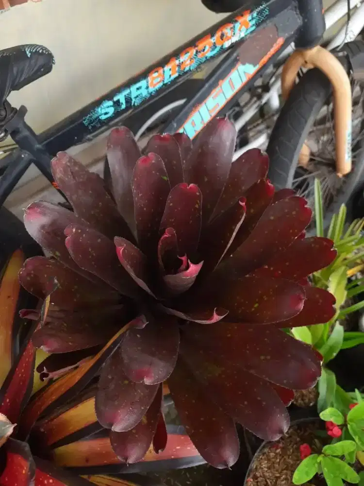 Tanaman Bromelia mawar