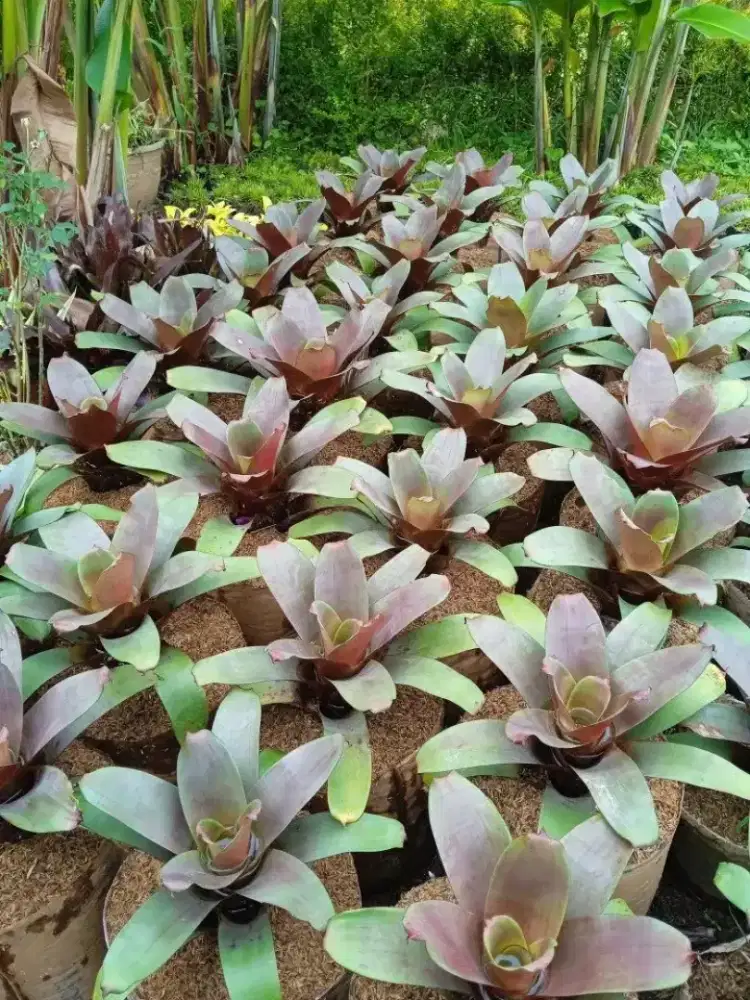 Jual Tanaman Bromelia Gaint