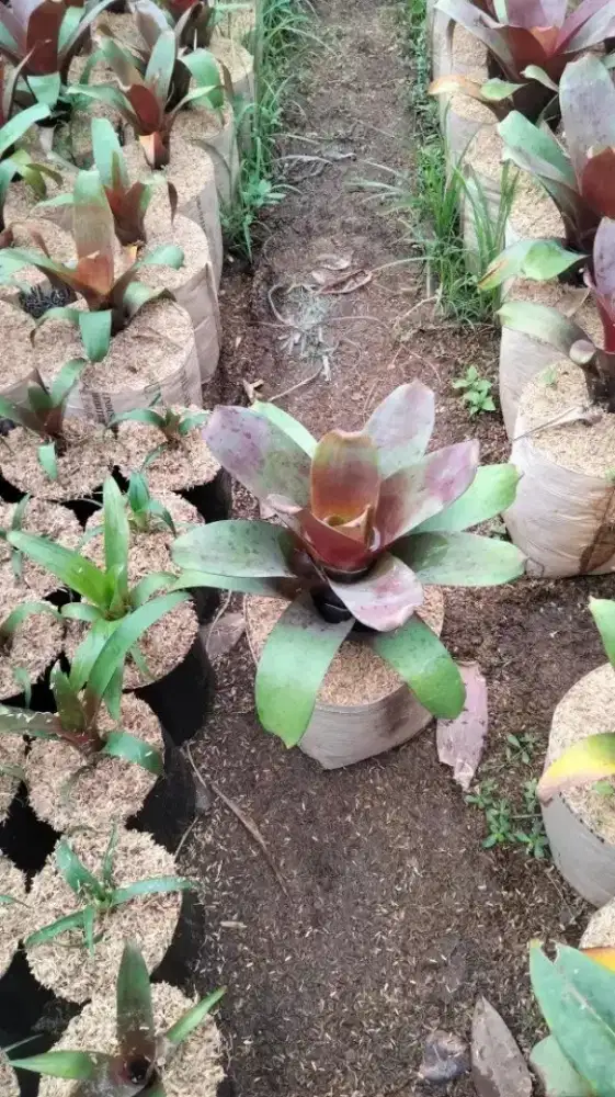 Tanaman Bromelia Gaint