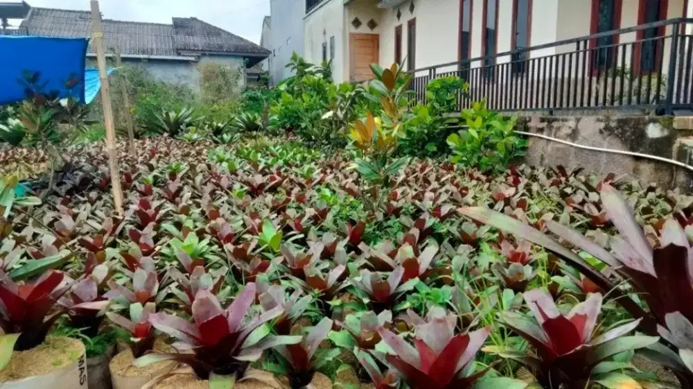 Tanaman bromelia gaint
