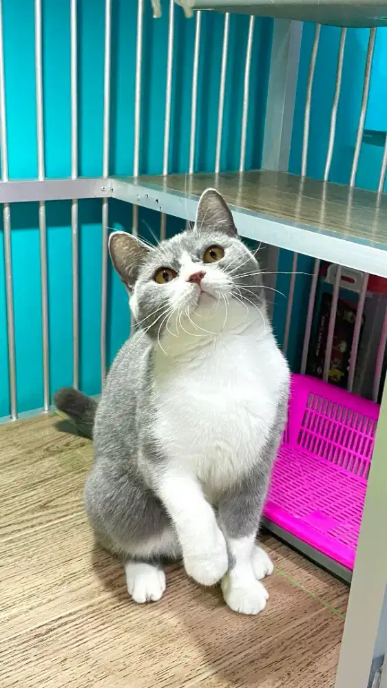 Bsh british b color Line Rusia Non Ped betina