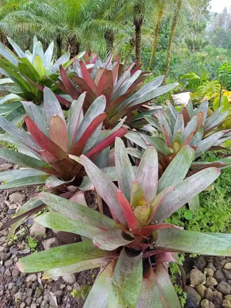 Tanaman Bromelia Gaint