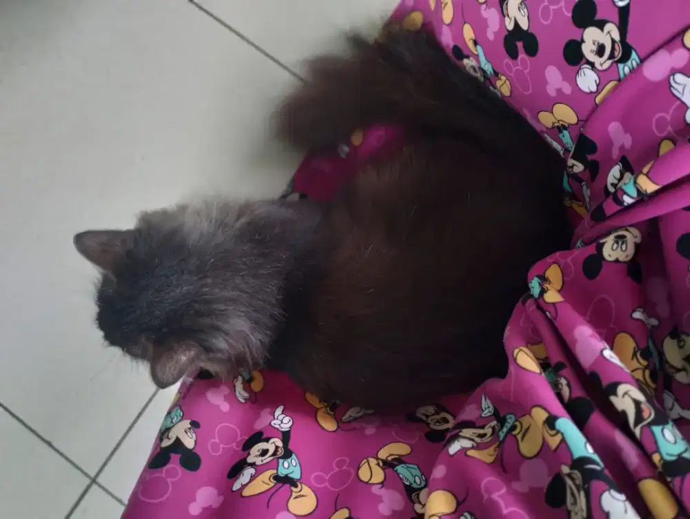 Free hibah kucing kampung