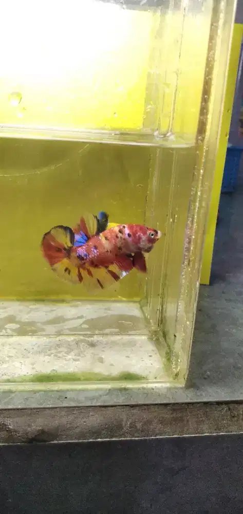 Ikan cupang plakat multicalor/ avatar