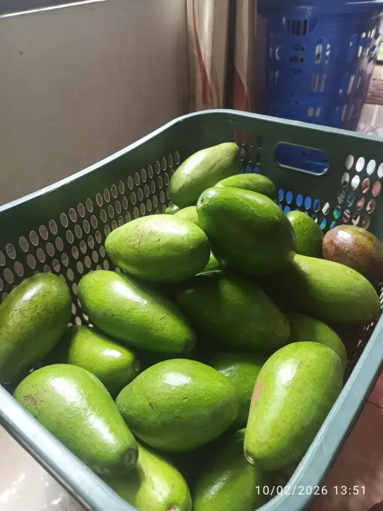 Open PO Alpukat Mentega Siger (Premium 1) Ranau Sumatra Selatan