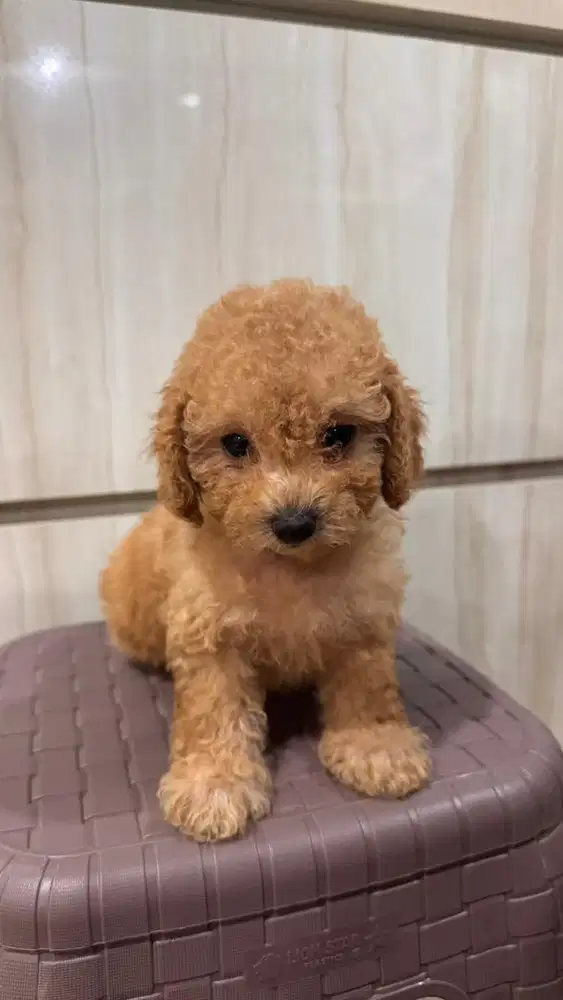 Female Toy Poodle