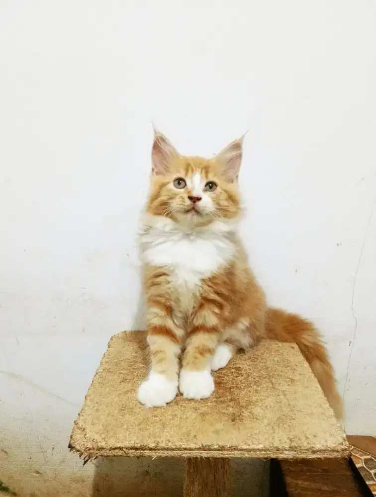 Kitten mainecoon Betina pure bkn mix. Induknya ped Cfa mainecoon