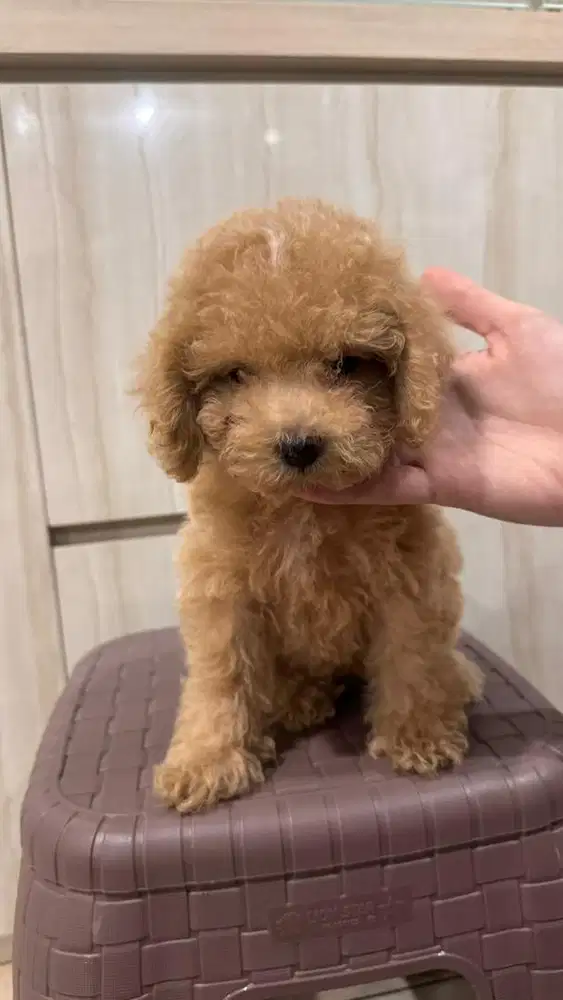 Male Toy Poodle