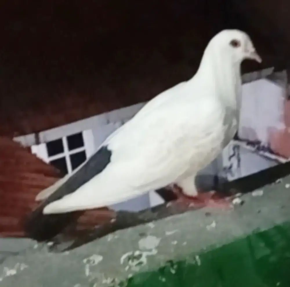 Merpati putih buntut hitam