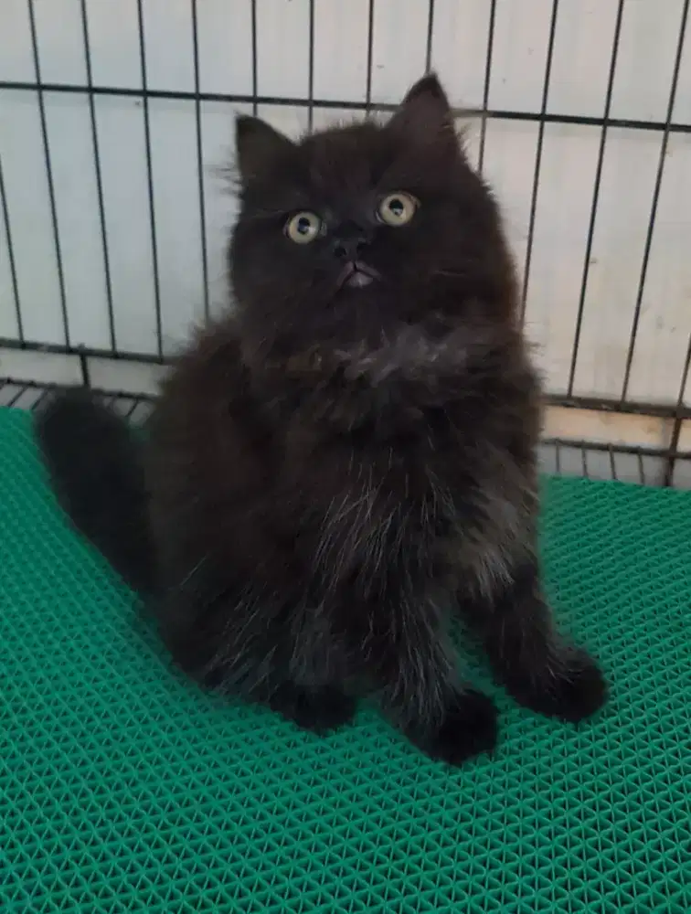 open adopt kitten persia