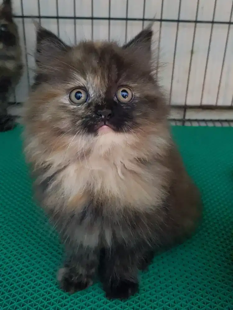 open adopt kitten persia