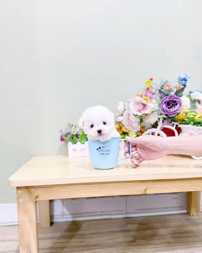 Korean mini bichon frise male size super kecil bloodline import korea