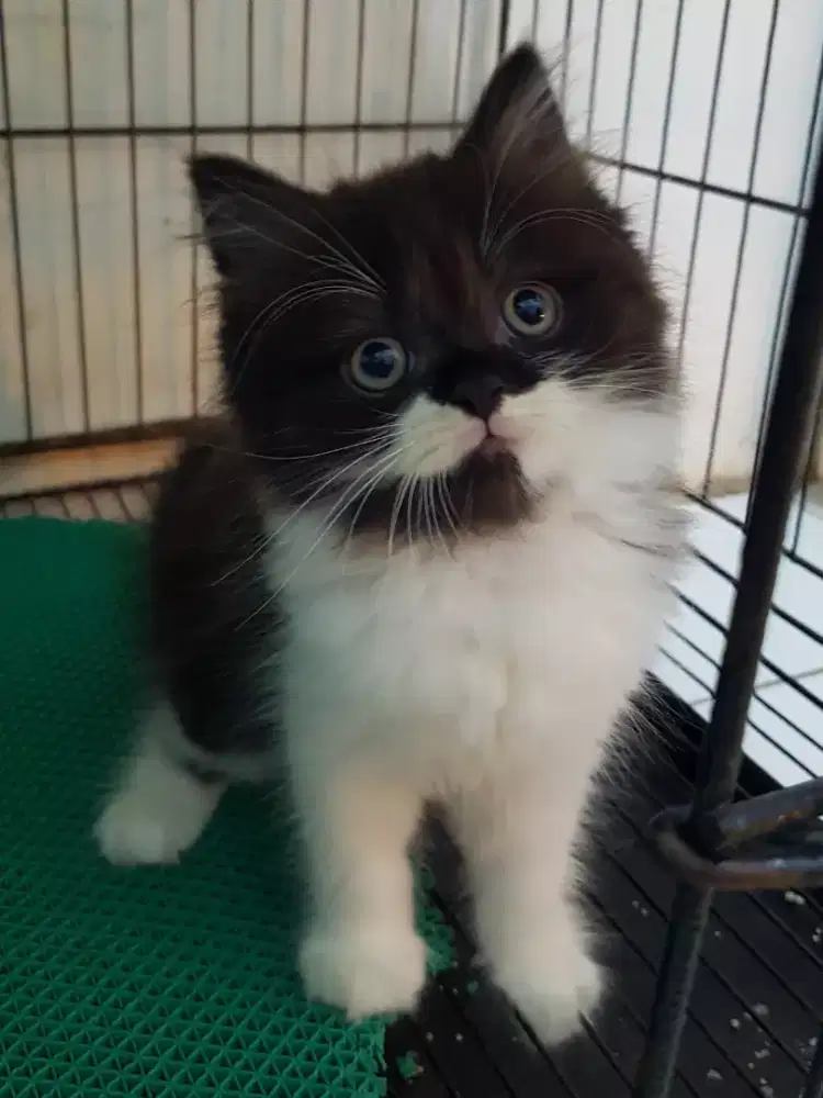 open adopt kitten persia