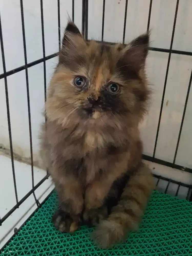 open adopt kitten persia