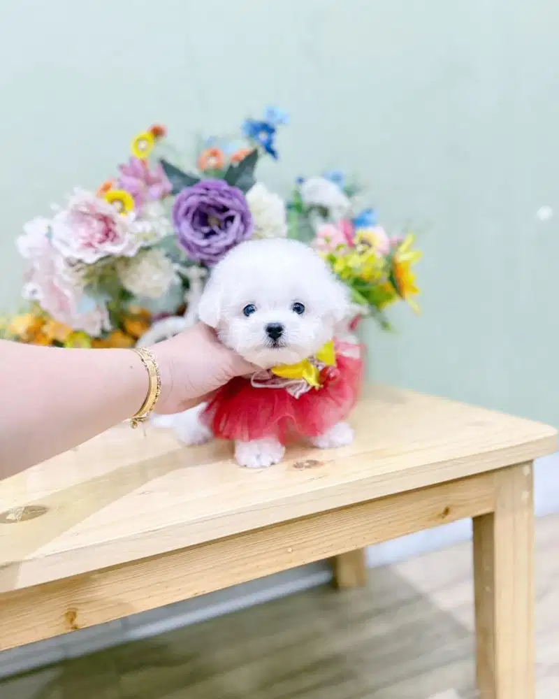 Super cute korean mini bichon frise bloodline import korea size kecil