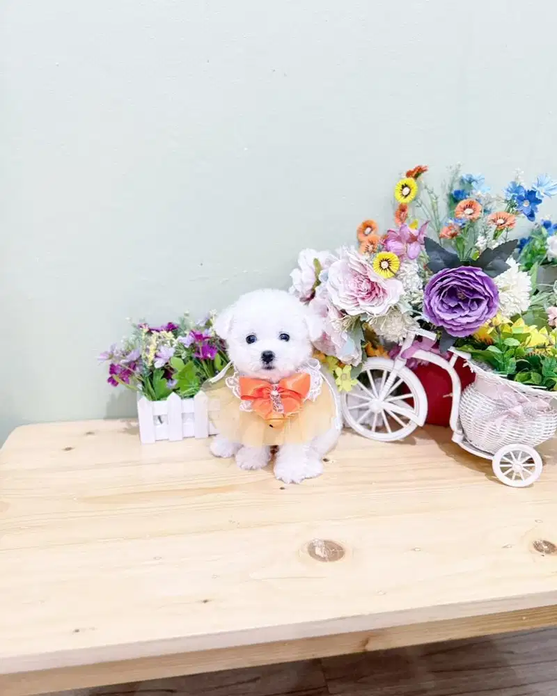 Male korean mini bichon frise papa import langsung dari korea